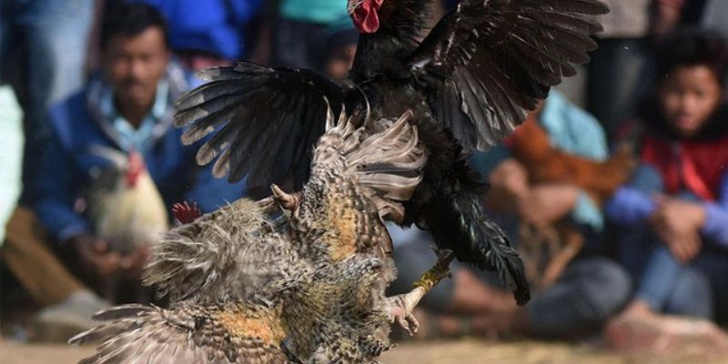 Mẹo cược đá gà GO88 siêu hữu ích