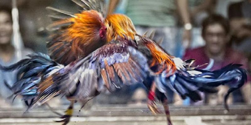 Tìm hiểu cược đá gà GO88