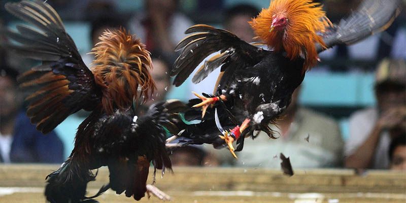 Bí quyết bất bại cược đá gà